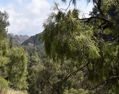 Acacia salicina