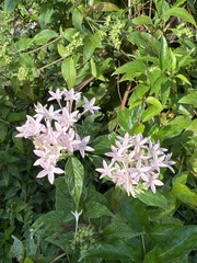 Pentas lanceolata
