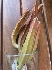 Stapelia grandiflora