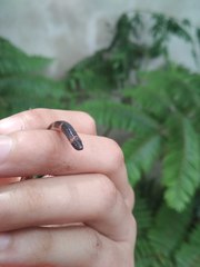 Geophis semidoliatus