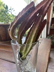 Stapelia grandiflora