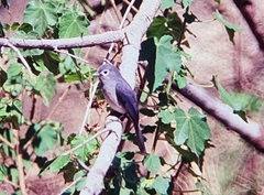 Melaenornis fischeri