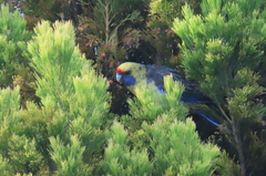Platycercus caledonicus