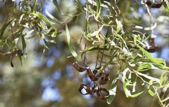 Acacia salicina