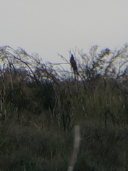Cathartes aura