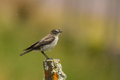 Muscisaxicola alpinus