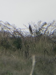 Cathartes aura