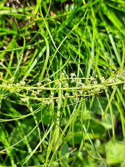 Triglochin palustris