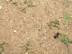 Cephalomutilla graviceps