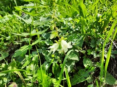 Campanula alliariifolia