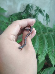 Geophis semidoliatus