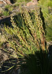 Aristea capitata