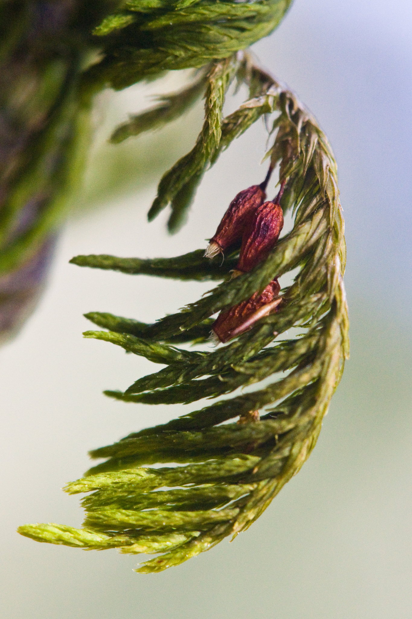 Dendroalsia