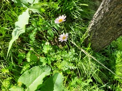 Tanacetum coccineum