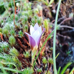 Romulea bulbocodium