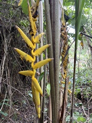 Heliconia