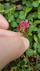 Alysicarpus vaginalis