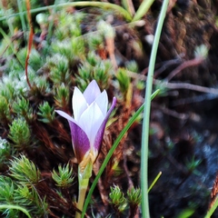 Romulea bulbocodium