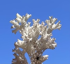 Pulchrocladia retipora