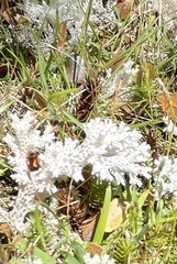 Pulchrocladia retipora