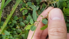 Alysicarpus vaginalis