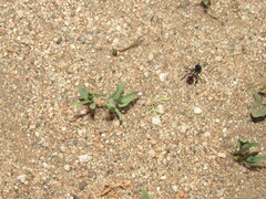 Cephalomutilla graviceps