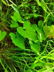 Campanula alliariifolia