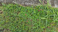 Alysicarpus vaginalis