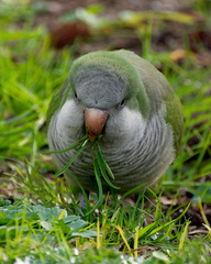 Myiopsitta monachus