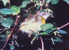 Apalis flavida