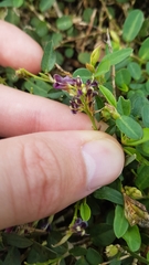 Alysicarpus vaginalis