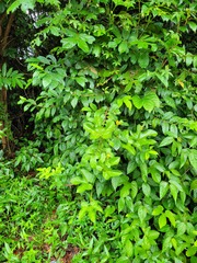 Gurania lobata
