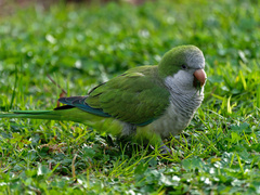 Myiopsitta monachus