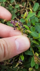 Alysicarpus vaginalis