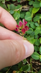 Alysicarpus vaginalis