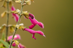 Salvia tortuosa