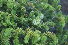 Campylostachys cernua