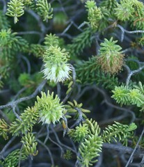 Campylostachys cernua