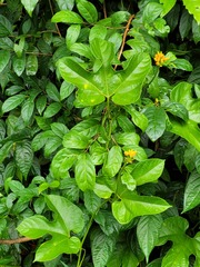 Gurania lobata