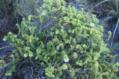 Campylostachys cernua