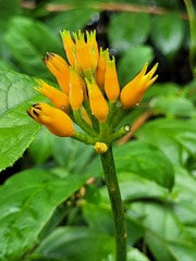 Gurania lobata