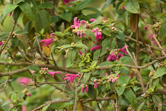 Salvia tortuosa
