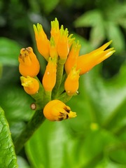 Gurania lobata