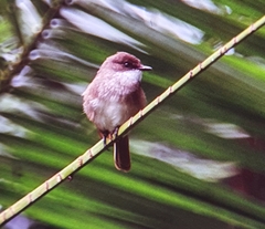 Muscicapa aquatica