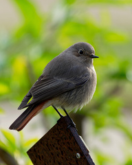 Phoenicurus ochruros