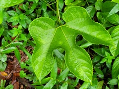 Gurania lobata