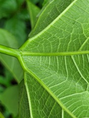 Gurania lobata