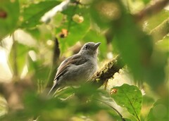 Lipaugus vociferans