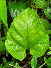 Gurania lobata
