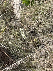 Spiranthes cernua